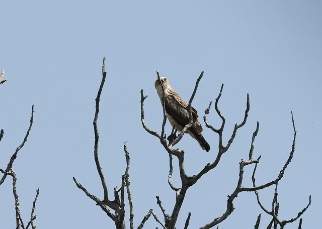 Slangeørn (Short-toed Eagle / Circaetus gallicus)