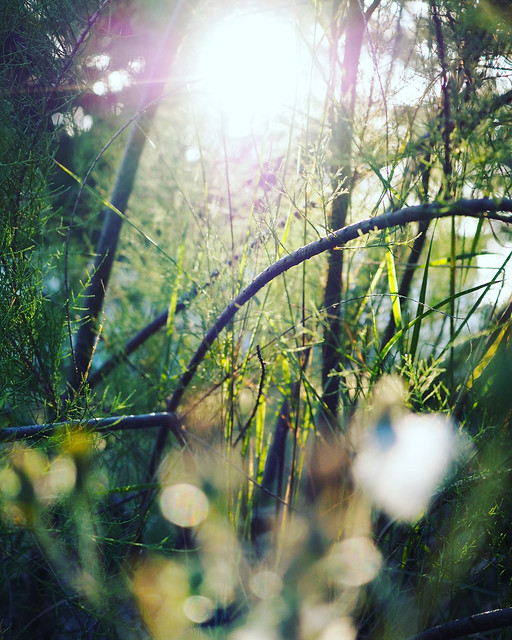 Soleil 🌞 dans la forêt