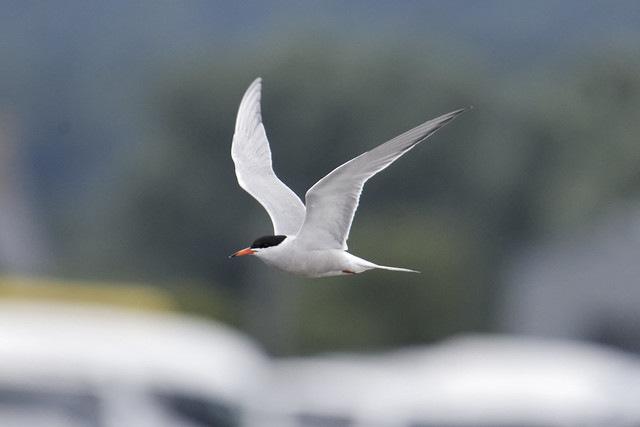 Dundalk Common Tern