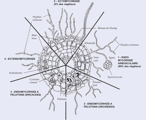Les différents types de mycorhizes @ Marc-André Selosse