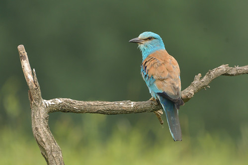 roller | by garethhardwick71