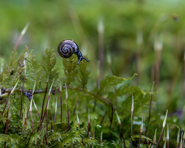 tiny snail on moss