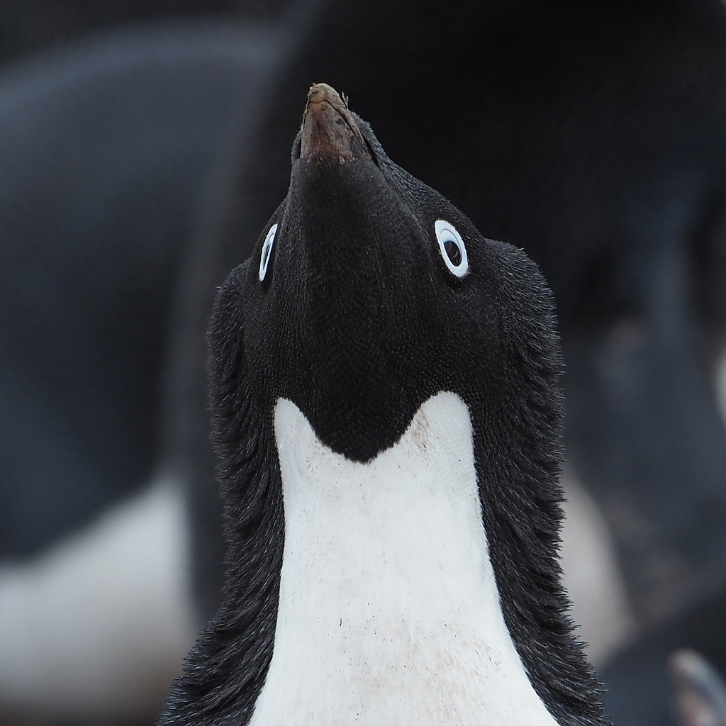 Adelie Penguin | OLYMPUS DIGITAL CAMERA | Chris Earley | Flickr