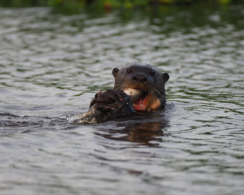 Member of the weasel family, Giant Otters are top predators known as "River wolves"