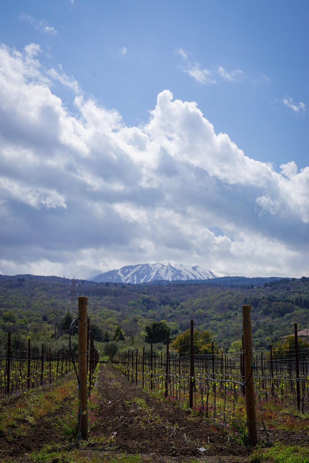 Etna Winery Tour at Villa Neri | View of Mount Etna from Winery |  Taormina, Sicily Travel Guide | What to See, Do and Eat in Taormina | Where to stay in Taormina | Discover the Best Things to do in Taormina, Sicily, Italy | Visit Sicily | Sicily Food | Sicily Travel Tips