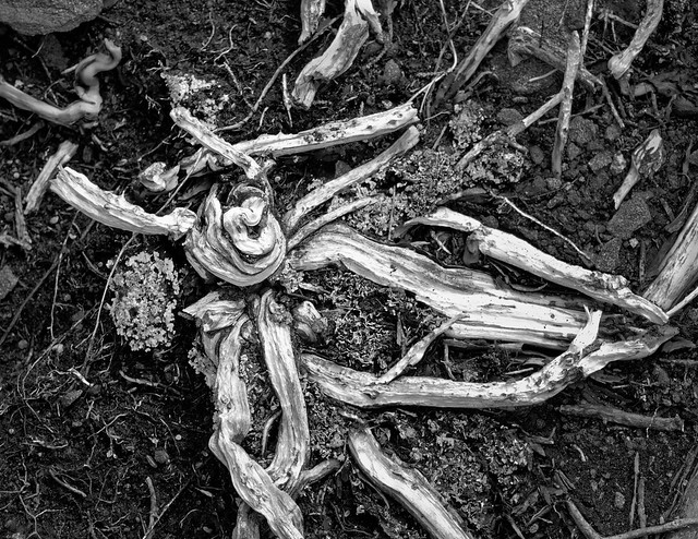 The wooden bones from the life past, Newfoundland, June 2023, OM14979