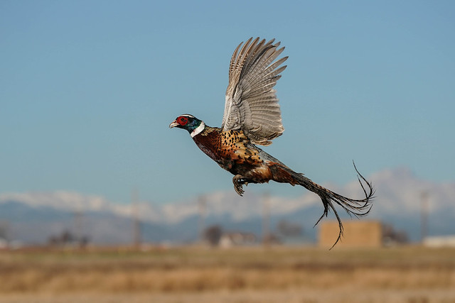 Pheasant Rooster - Colorado[Explored]
