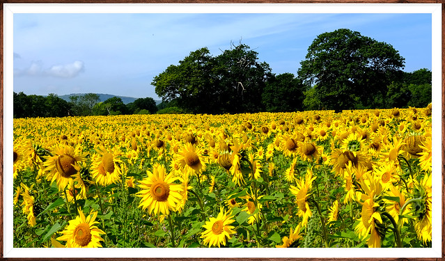 Sunflower Farming Sussex