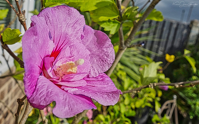Pink, Hibiscus Flower