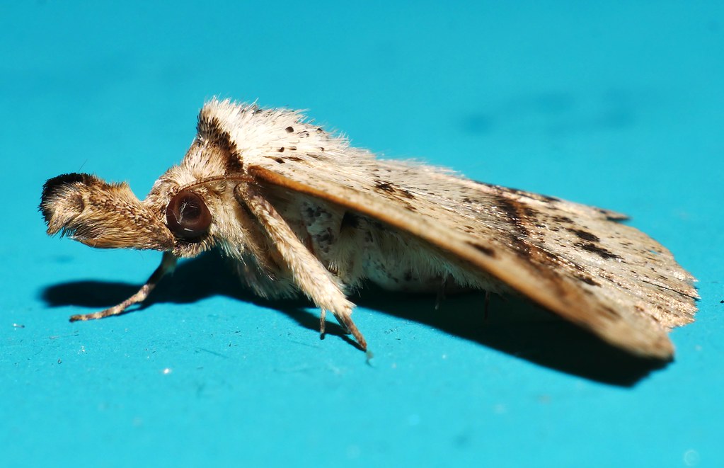 Spotted Hairy hooter nose moth Condate sp Boletobiinae Erebidae Mandalay Rainforest Airlie Beach P1110451