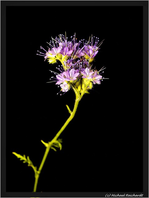 Bienenfreund (Phacelia)Skorpionweed