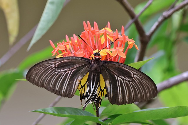 Sahyadri Birdwing