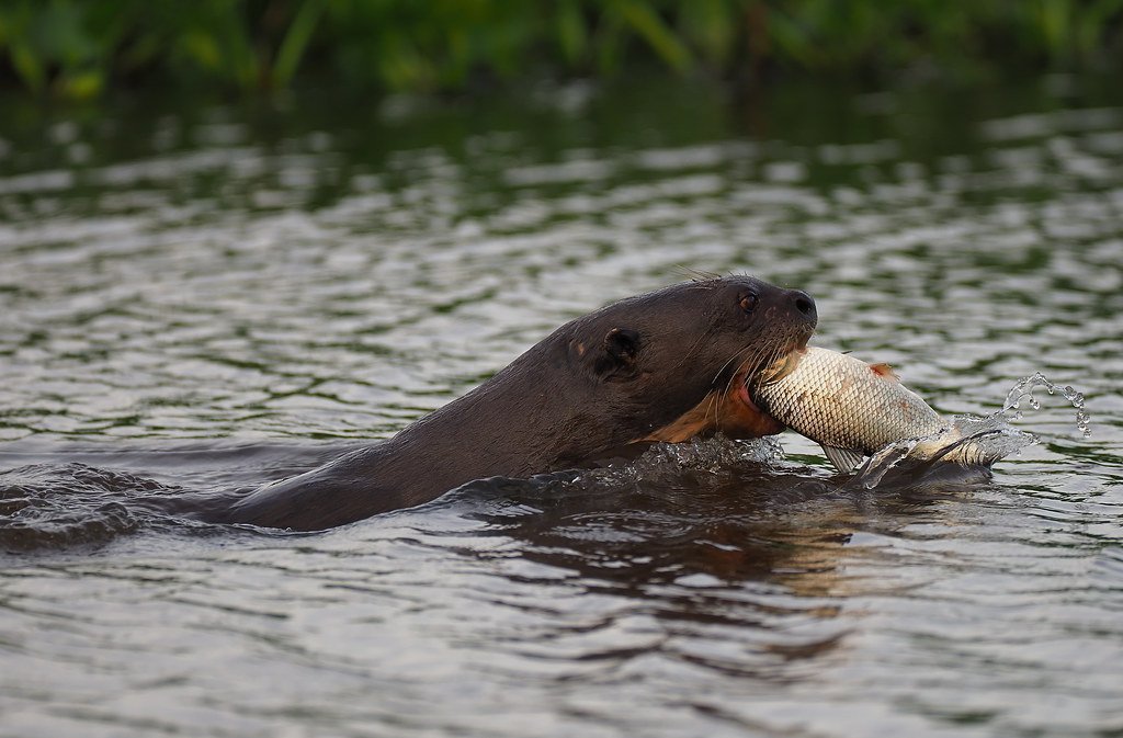 Relying on a sharp eyesight the Giant Otter attacks from above to emerge with a fish in its jaws