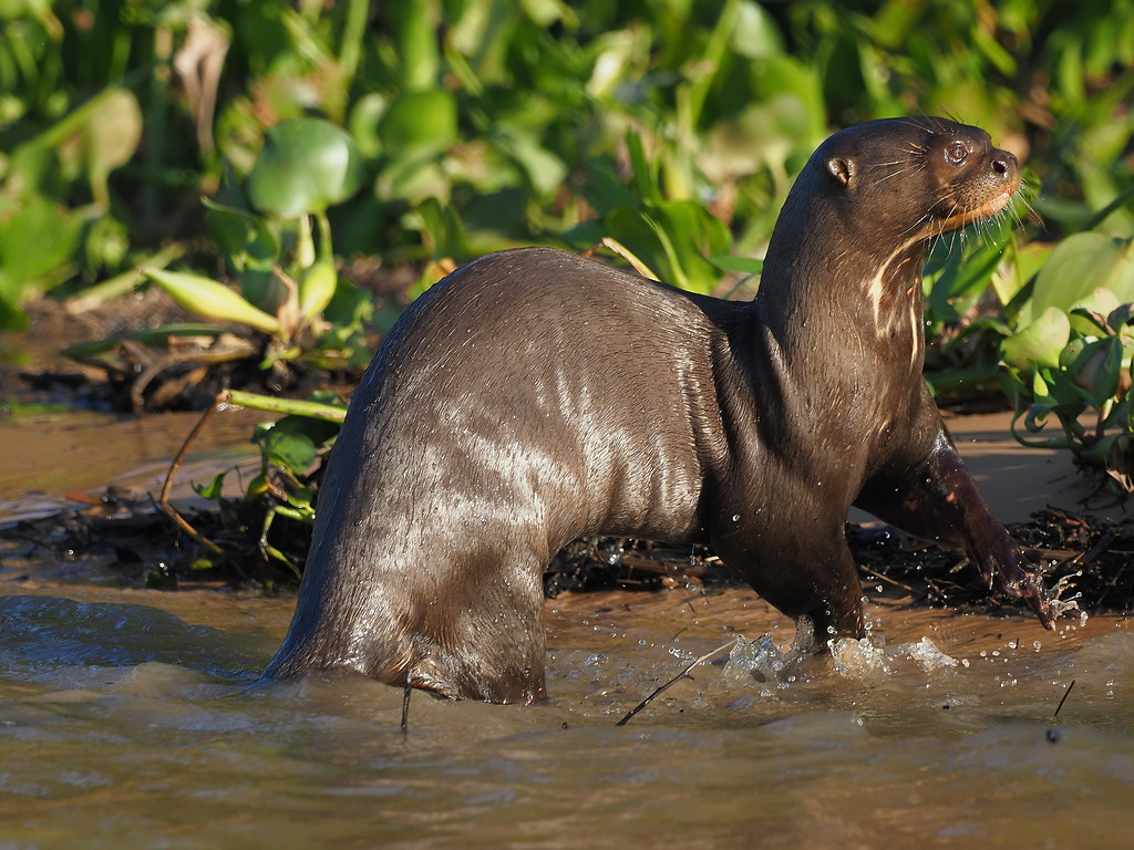 So agile and graceful in the water, Giant Otters look clumsy and out of place on land