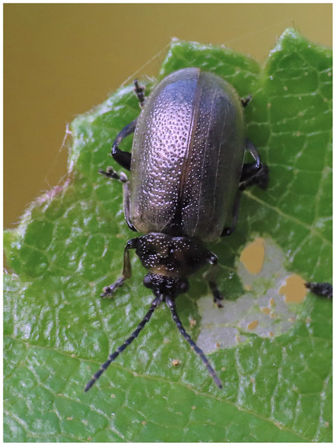 Leaf Beetle, Miltonrigg Wood, 16 August 23 (1 of 2)