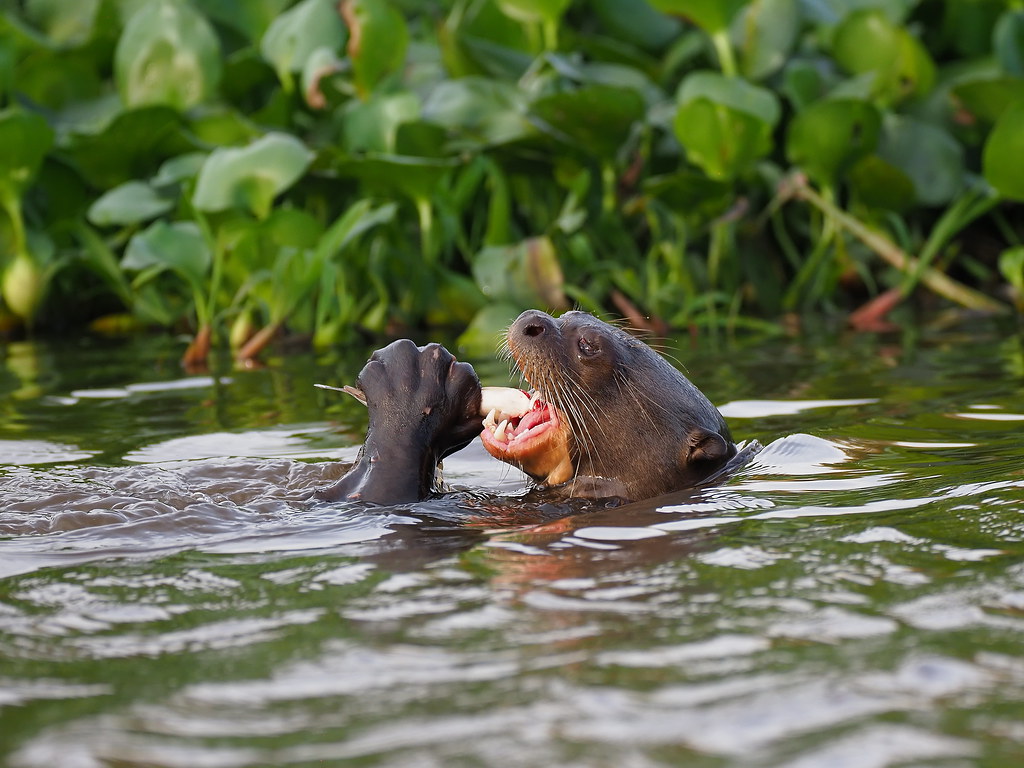 The Giant Otter grasps the fish firmly between the forepaws and begin eating noisily at the head