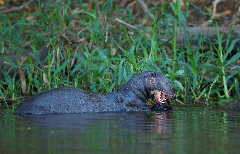Giant Otters are voracious carnivores and need up to three kg of fish per day