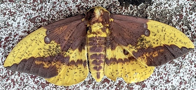 Large yellow and brown imperial moth, on concrete, Bruster's, Greenville, SC