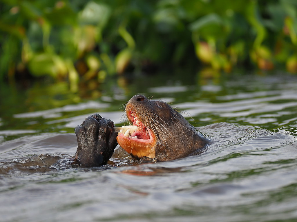 The Giant Otter grabs the fish with its webbed paws and starts gobbling it at the head