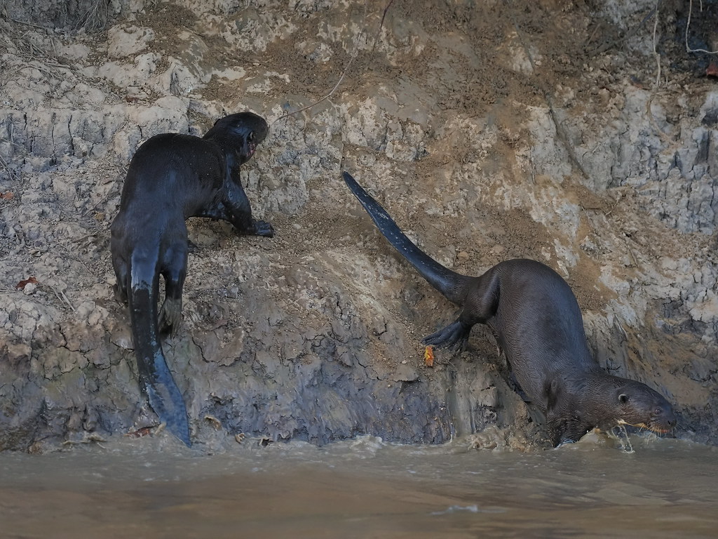 Hunted for their velvety pelts in the 1960's, Giant Otters are now listed as an endangered species