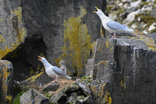 Glaucous Gulls having a family sing song