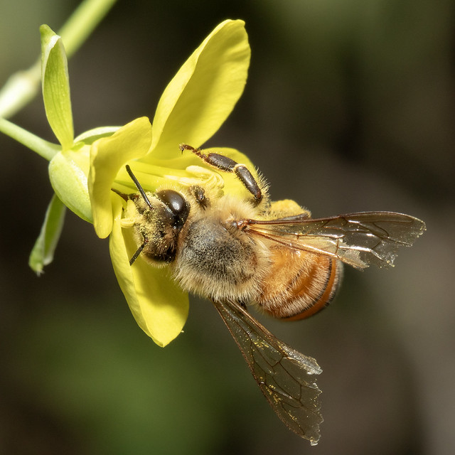 Honeybee on Arugula