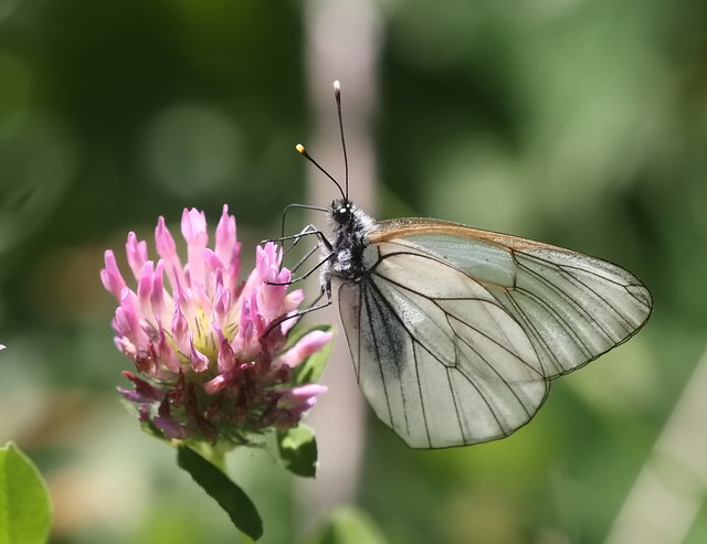 Sortåret hvidvinge (Black-veined White Butterfly / Aporia crataegi)