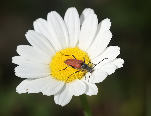 Gul blomsterbuk (Fairy-ring Longhorn Beetle / Pseudovadonia livida)