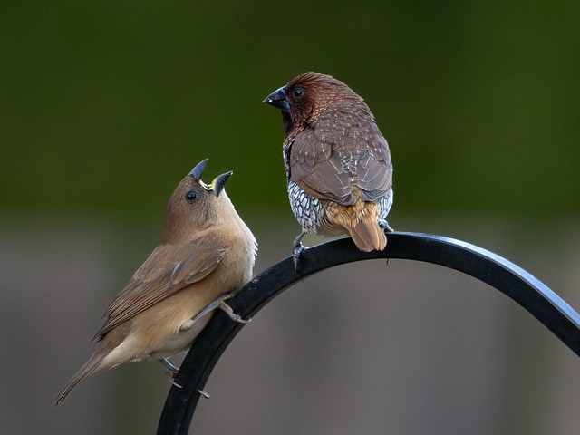 Scaly-breasted Munia with Juvenile Family Member