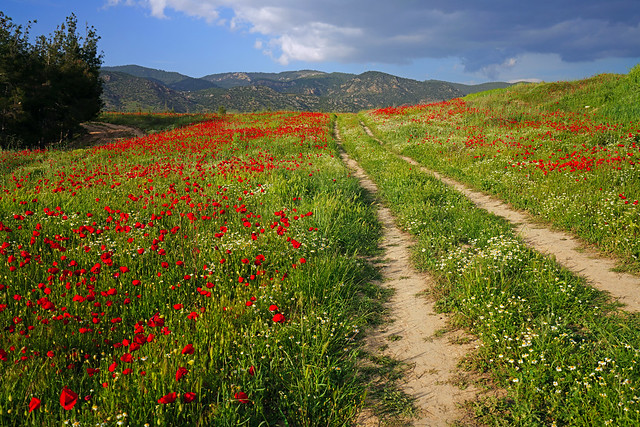 Country road through the poppy field, Pamukkale, Turkey