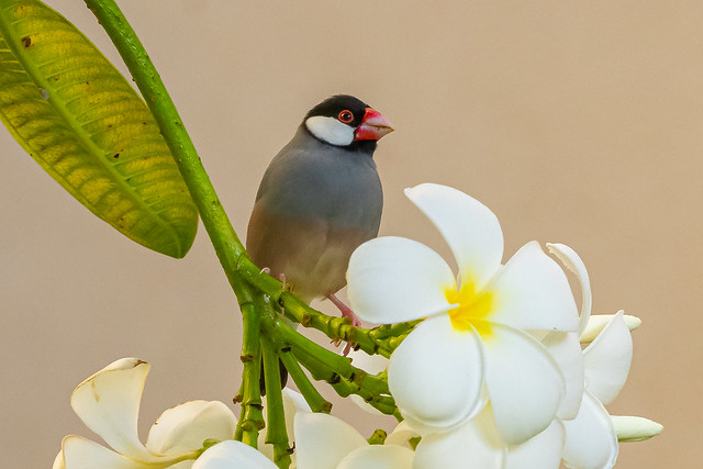 Java Sparrow (R55_9639)