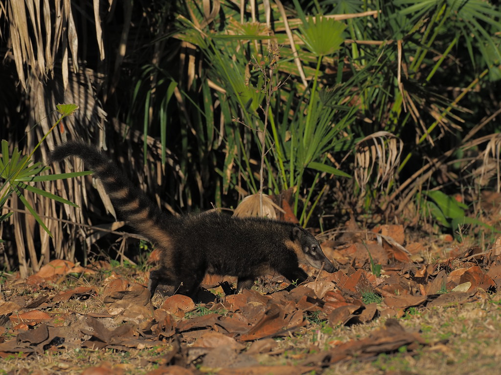 The South American Coati (Nasua nasua) is a member of the Raccoon family