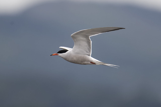 Common Tern Dundalk