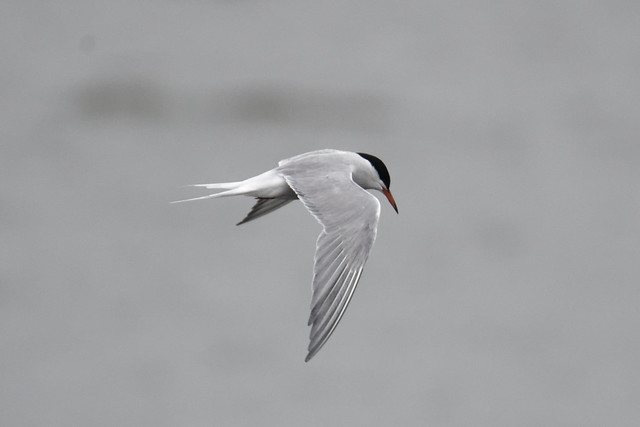 Common Tern ready to dive