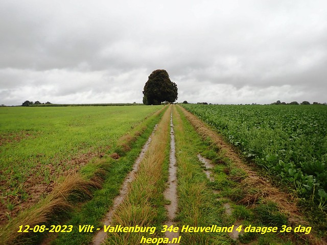 2023-08-12        34e Heuvelland  4 daagse 3e dag  (79)
