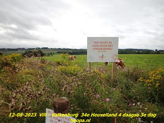 2023-08-12        34e Heuvelland  4 daagse 3e dag  (53)
