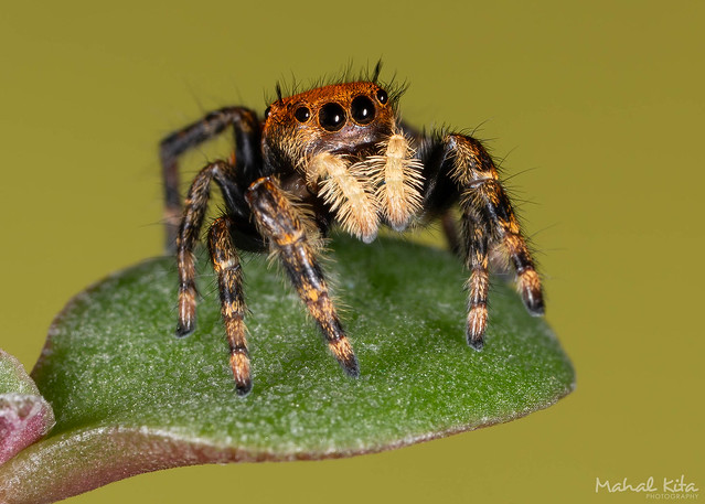 Phidippus apacheanus - Apache Jumping Spider