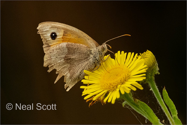 Another Meadow Brown shot