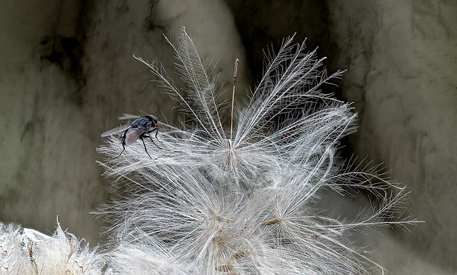 THISTLE SEEDS AND FLY