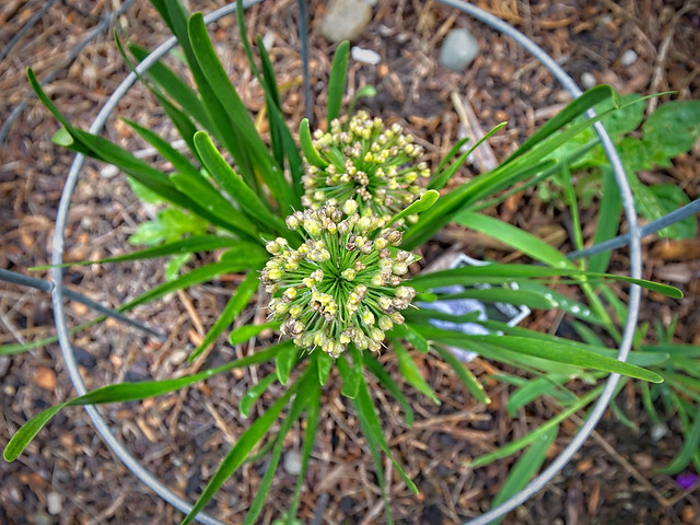 Allium senescens 'Summer Peek-a-Boo' 23W33 German Garlic E1-