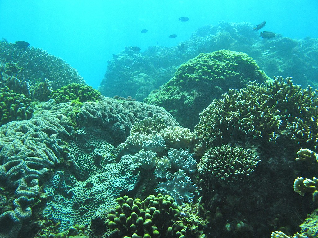 活珊瑚覆蓋率極高的基翬珊瑚礁。圖片來源：郭兆揚 攝