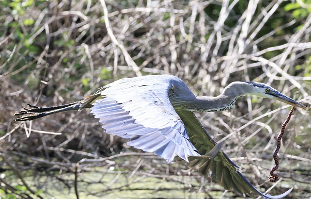 great blue heron with mud snake