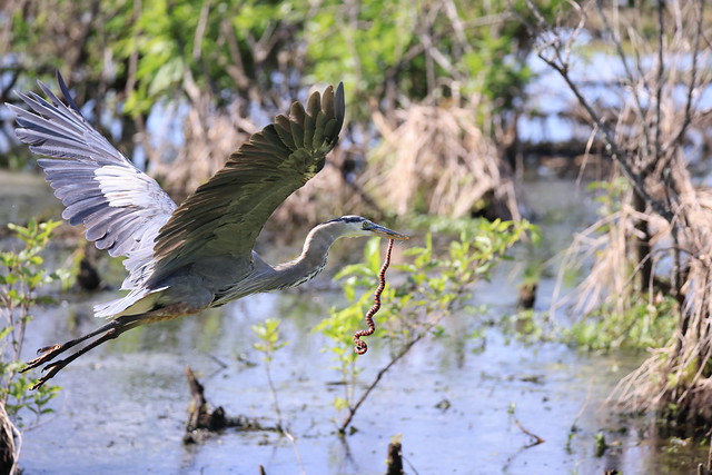 great blue heron with mud snake