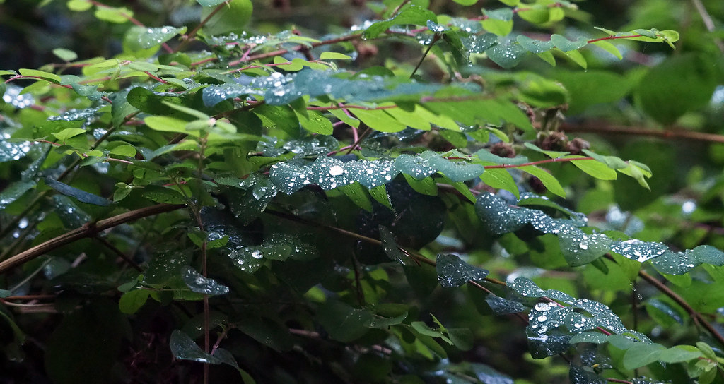 Raindrops | OLYMPUS DIGITAL CAMERA | Mike Kell | Flickr