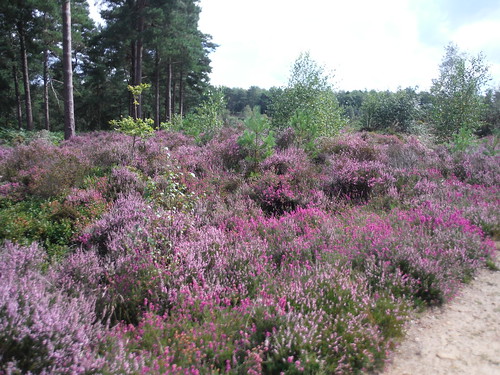Heather in Hurt Wood SWC Walk 147 - Greensand Way Section 3: Gomshall to Dorking