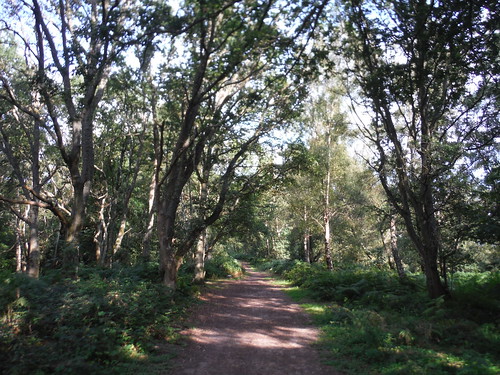 Path along The Nower's ridge SWC Walk 147 - Greensand Way Section 3: Gomshall to Dorking