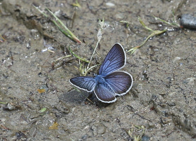 Engblåfugl (Mazarine Blue / Cyaniris semiargus)