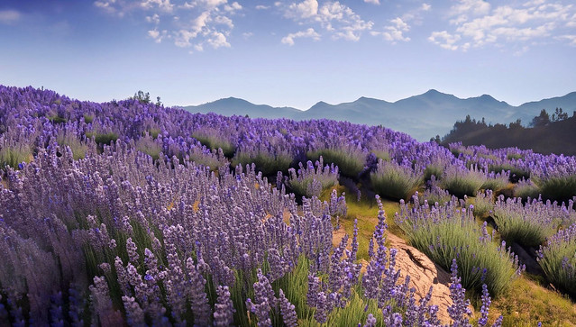 beautiful blooming lavenders in the mountains in spring