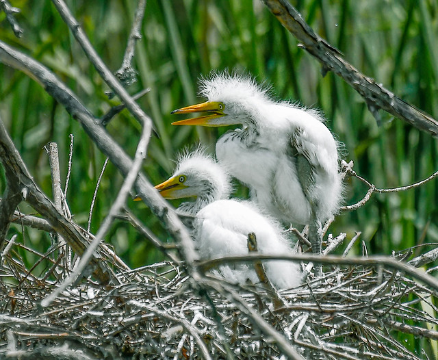Nesting Great Egret chicks