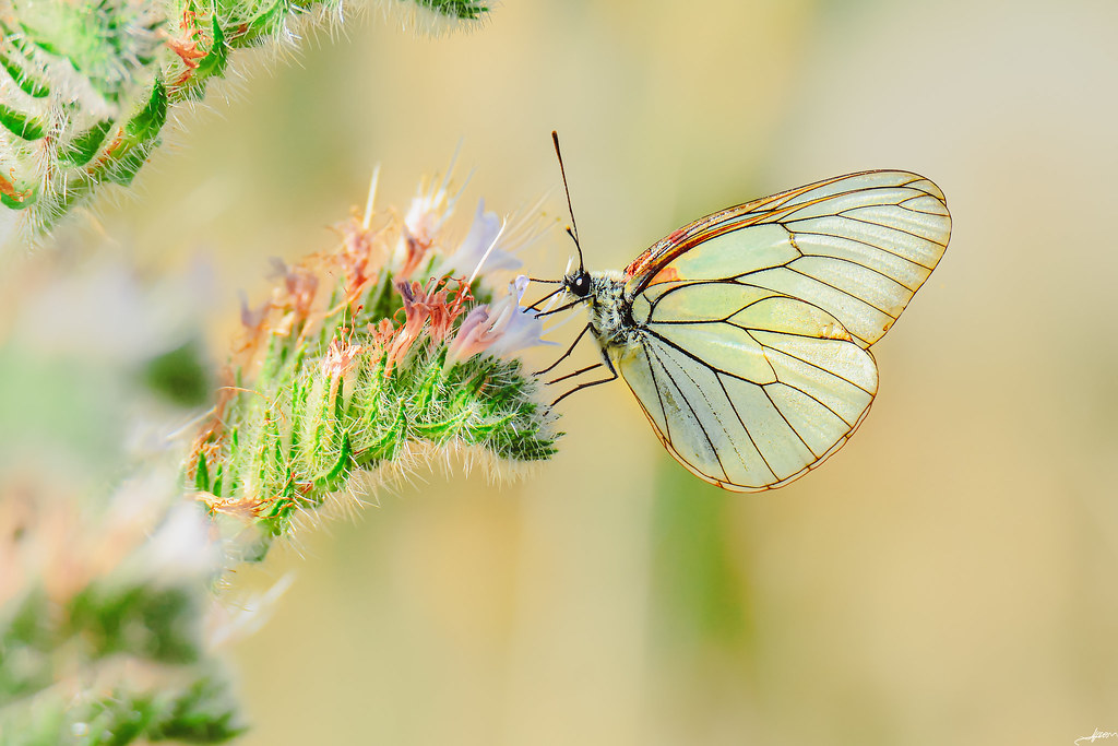 Butterfly - Black-Veined White